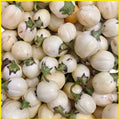 Garden Eggs (African)