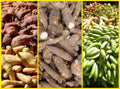 Yam Tubers